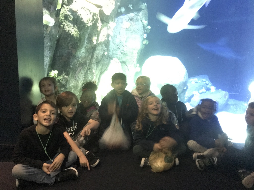 sharks